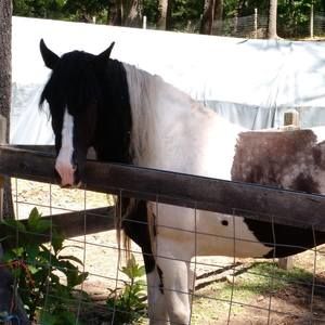 Meet your Posher, Hannah